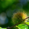 marron 3.8