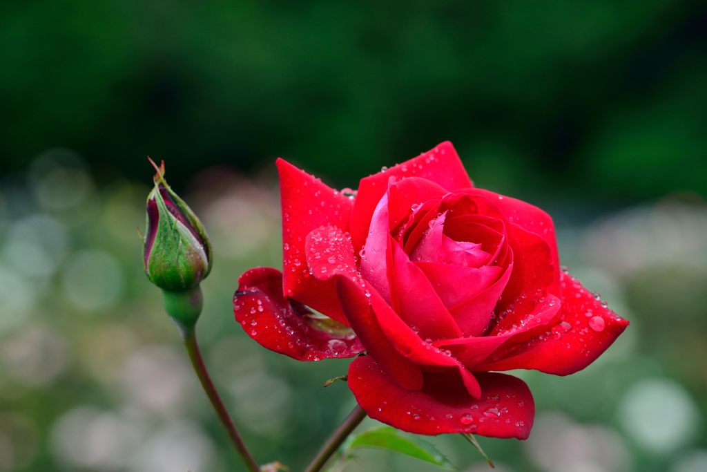 薔薇と雨 By Ruuki Id 写真共有サイト Photohito