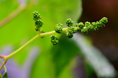 家庭菜園 シャインマスカット