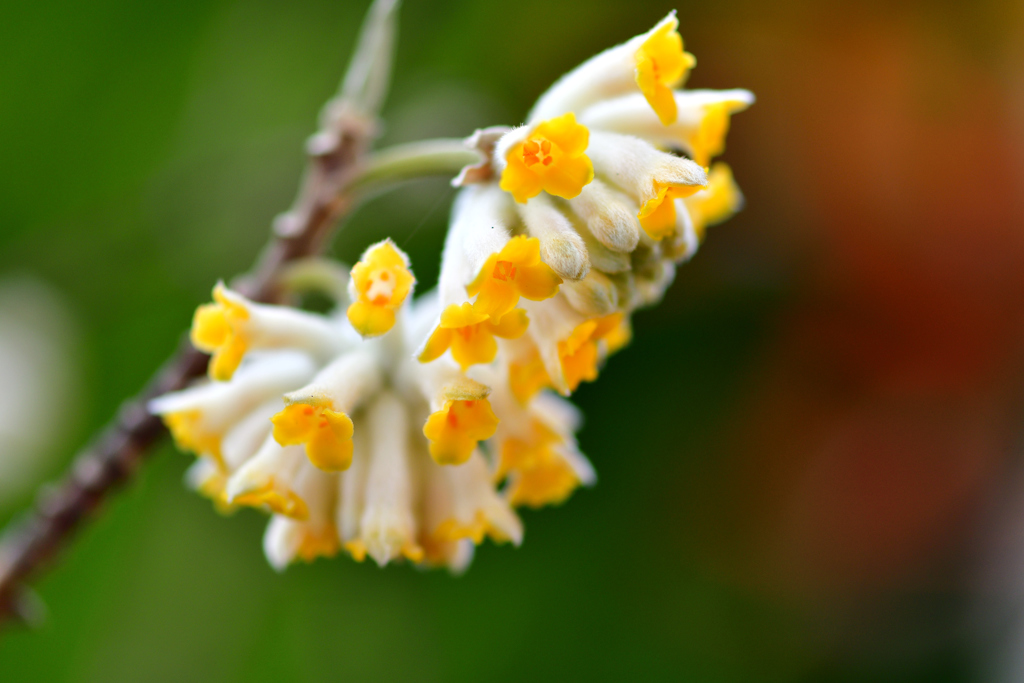 Oriental paperbush