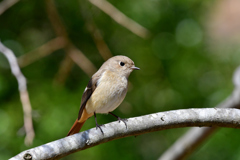 今日の野鳥-Ⅳ