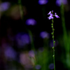 庭の雑草-Ⅲ