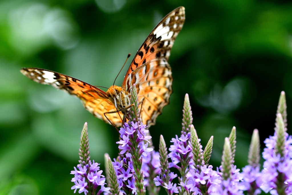 梅雨の合間に-Ⅱ