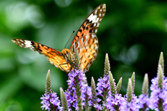 梅雨の合間に-Ⅱ