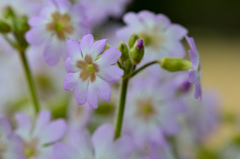 spring scene-Ⅴ