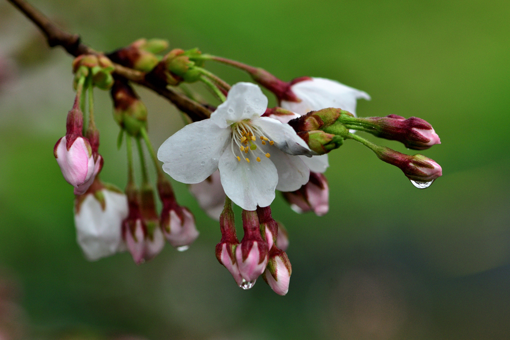 雨と桜