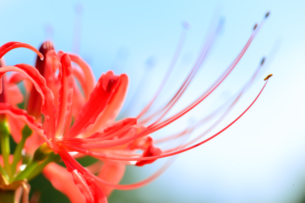 １８万本の花道-Ⅴ