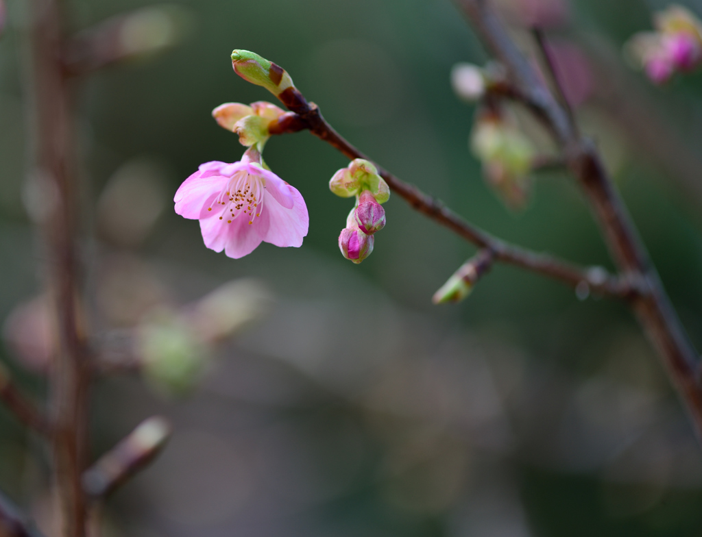 桜が咲いていた-Ⅱ