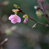 桜が咲いていた-Ⅱ