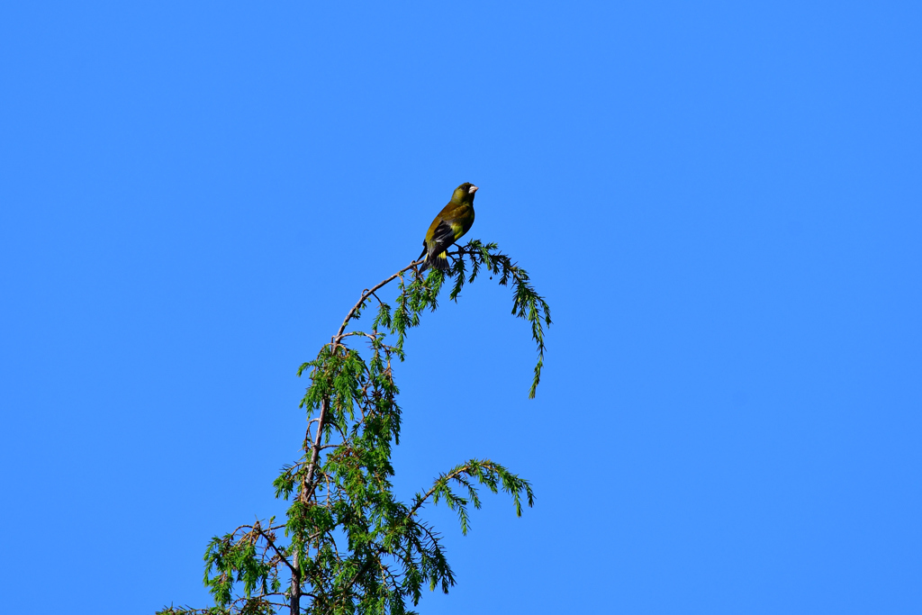 てっぺんとったんは誰！