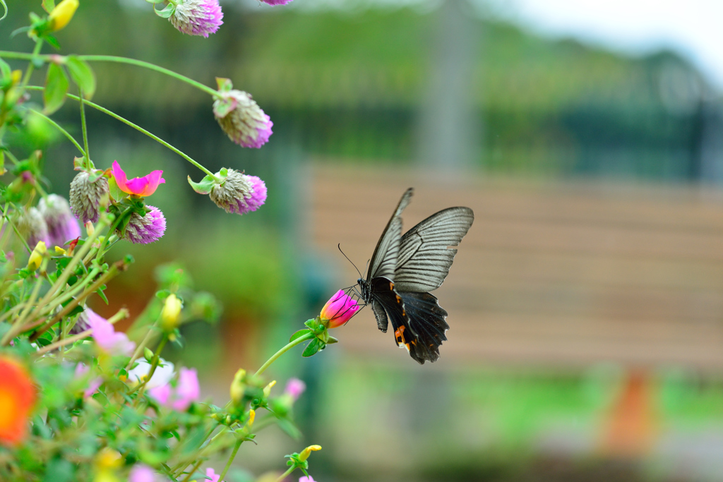 花から花へ-Ⅱ
