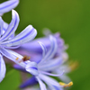 愛の花　