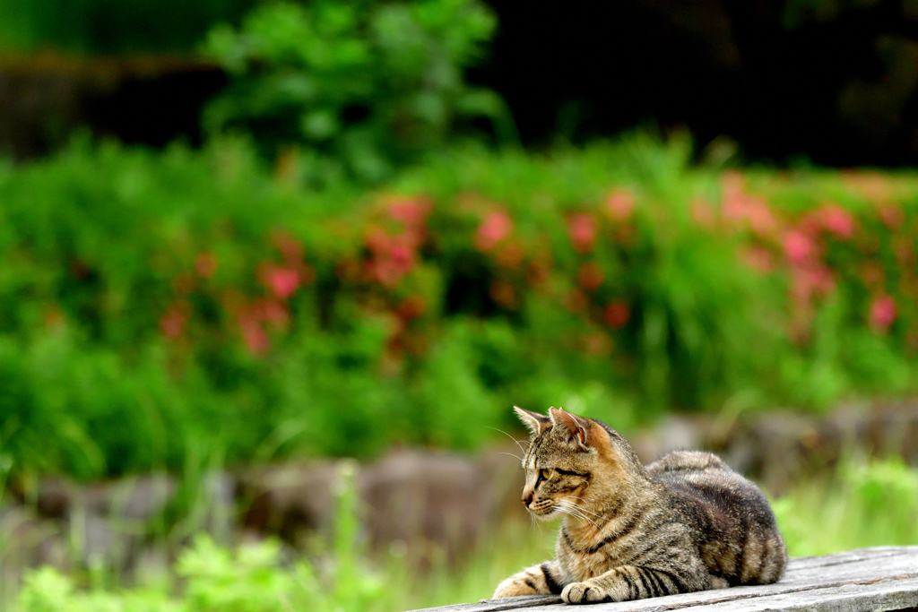 暇なニャンコ-Ⅴ