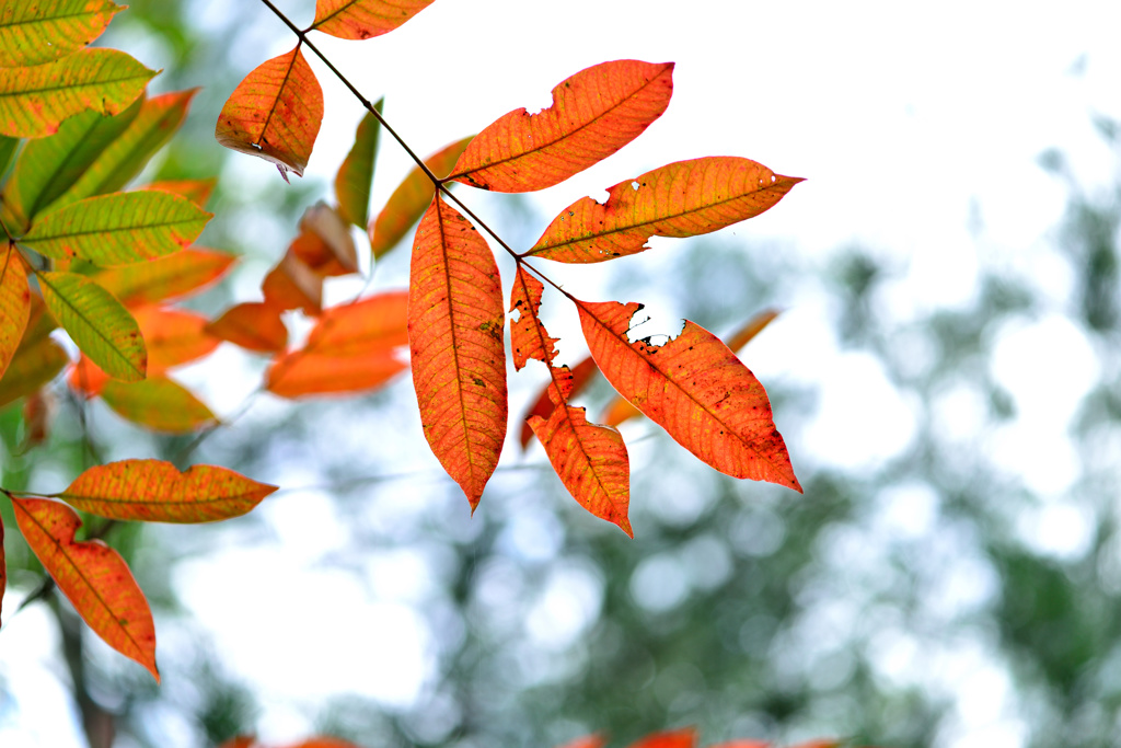 ここだけ紅葉-Ⅱ