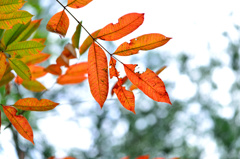 ここだけ紅葉-Ⅱ