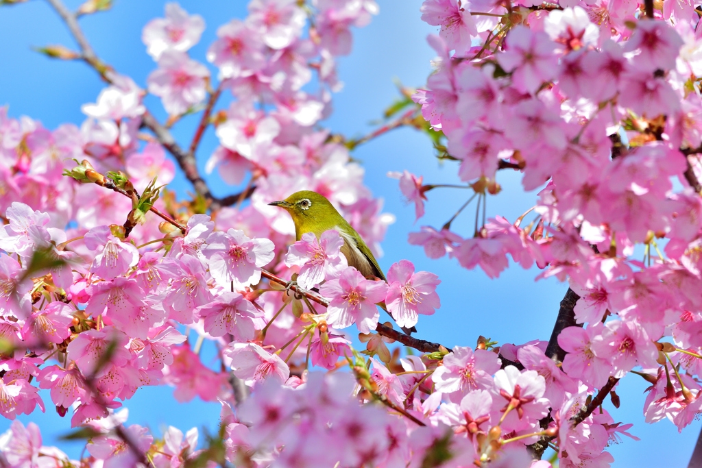 青空とサクジロウ-Ⅳ