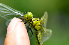 dragonfly-Ⅱ