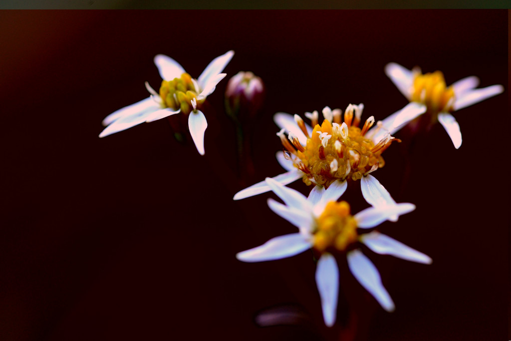 coming of winter-Ⅳ