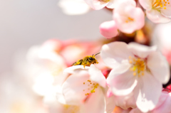 お花見