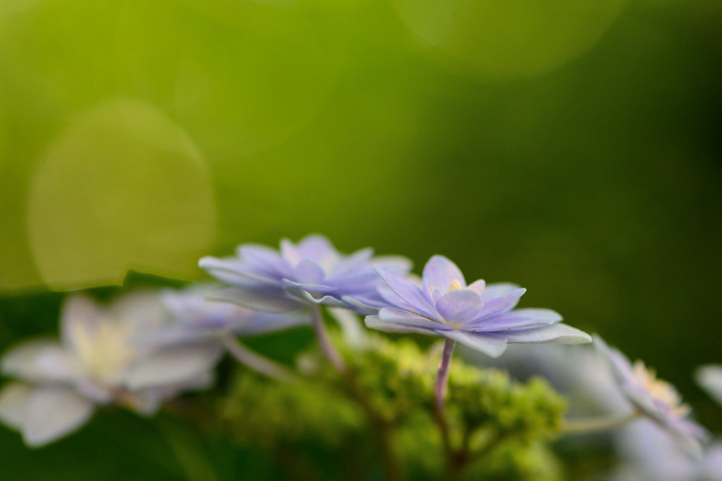 紫陽花-Ⅲ