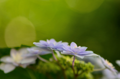 紫陽花-Ⅲ