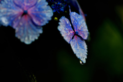 紫陽花と雨