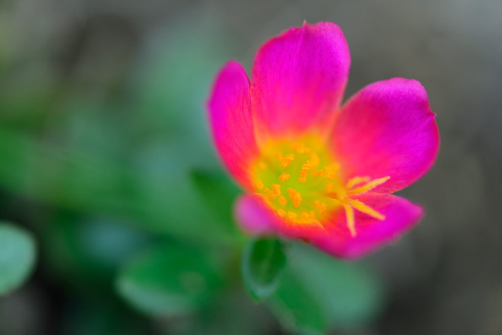 おしべとめしべ-Ⅳ