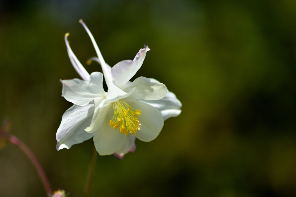 春の花たち-Ⅵ