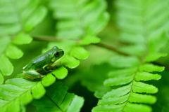 I want to drink beer