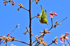 河津桜とメジロ