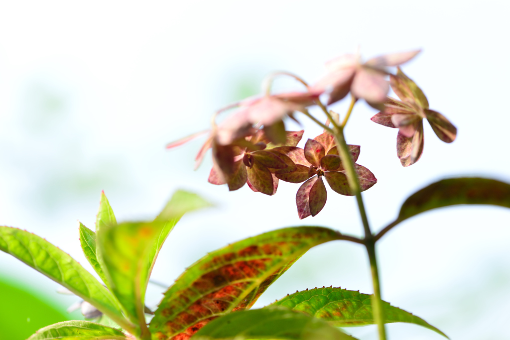 はじめて見る紫陽花