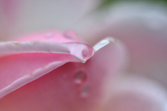 雨上がりと薔薇-Ⅲ