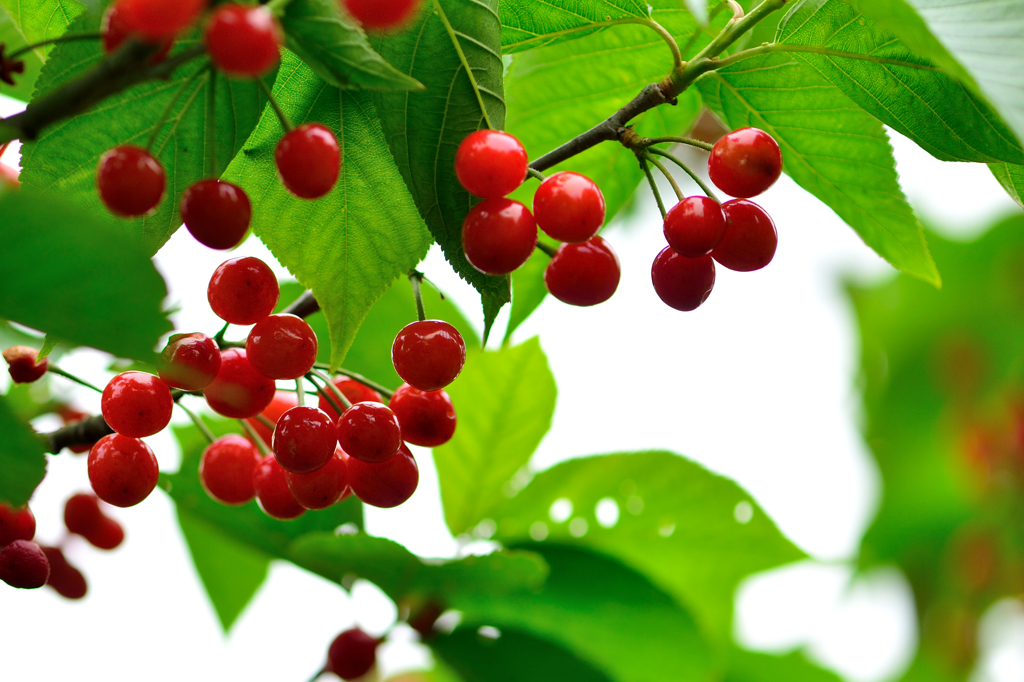 実家のサクランボ-Ⅱ