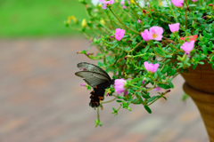 花から花へ-Ⅰ