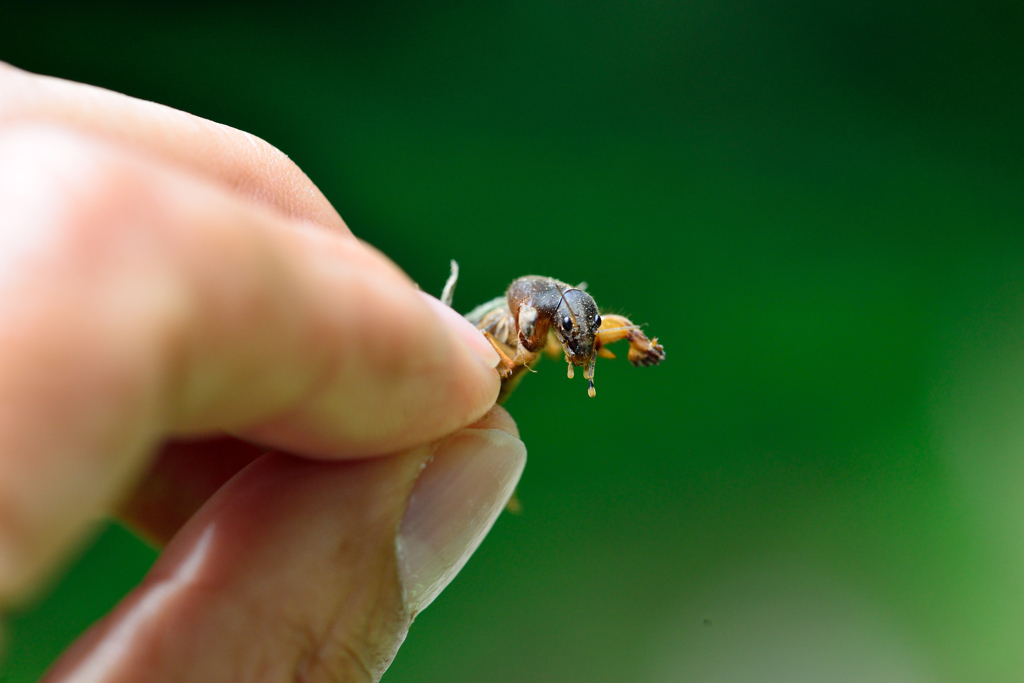 お～い 放せよオケラ
