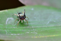 オーイここだよ