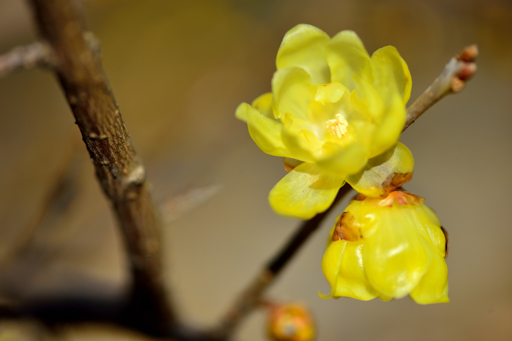 春の訪れを感じて-Ⅲ