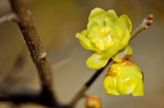 春の訪れを感じて-Ⅲ