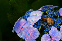 紫陽花とかたつむり