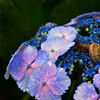紫陽花とかたつむり