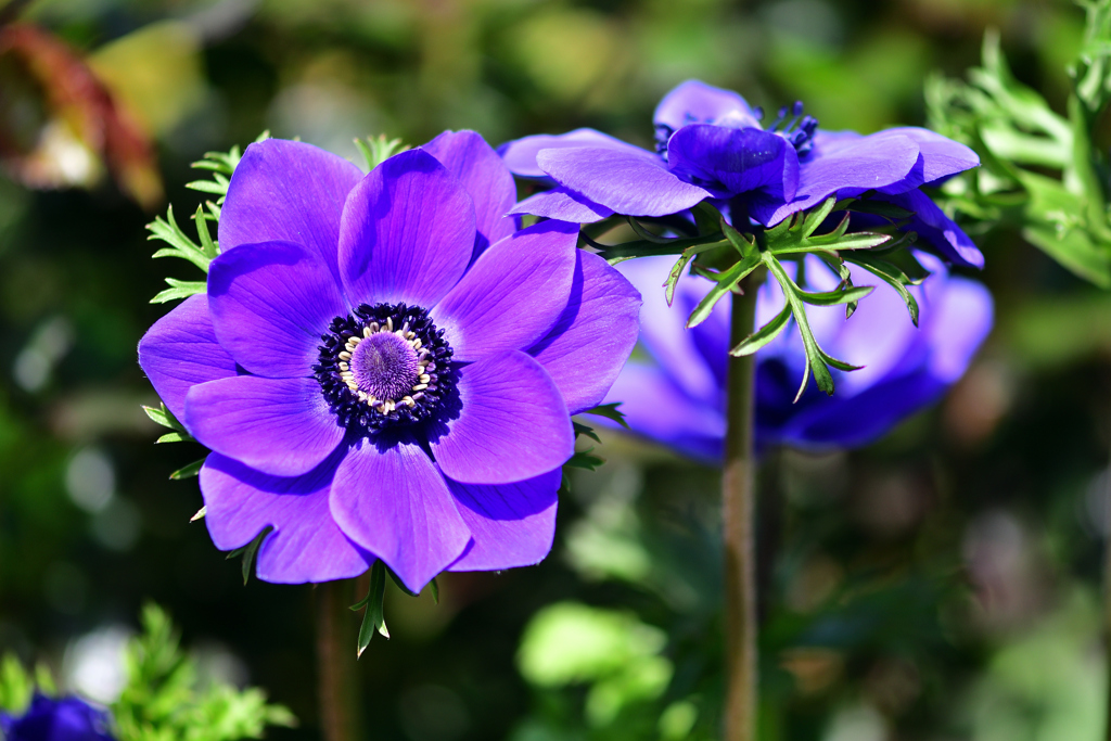春の花-Ⅳ