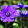 春の花-Ⅳ