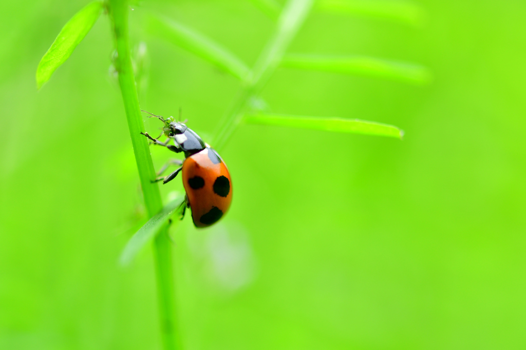 てんとう虫-Ⅱ
