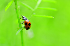 てんとう虫-Ⅱ