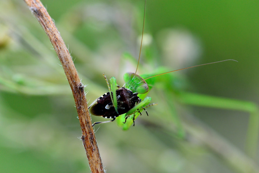 law of the jungle-Ⅱ