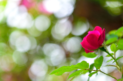 朝陽と薔薇