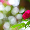 朝陽と薔薇