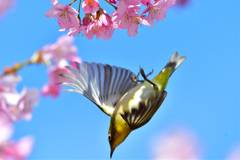 青空とサクジロウ-Ⅰ