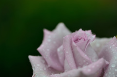 薔薇と雨-Ⅳ
