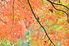 ヤマガラと紅葉-Ⅰ